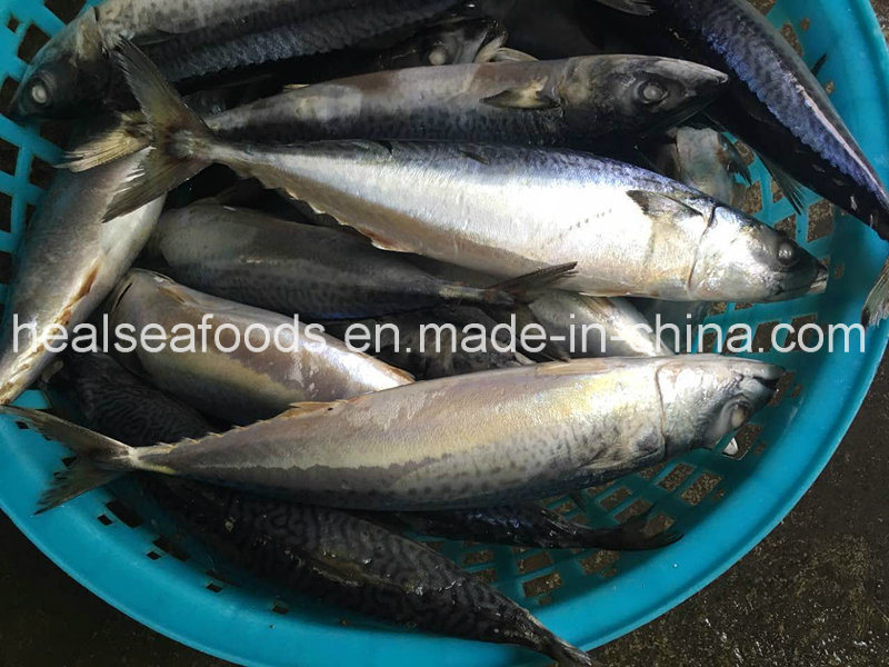 Frozen Whole Round Pacific Mackerel for Sale