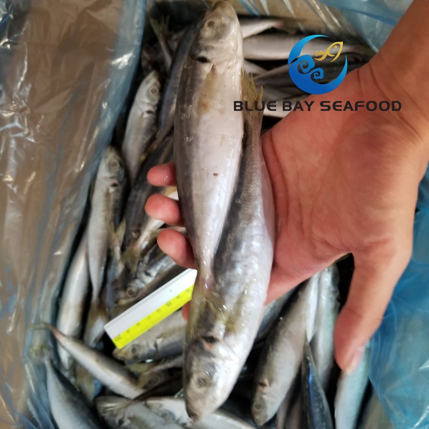 HACCP Block Bqf Mackerel and Frozen Pacific Horse Mackerel Fish