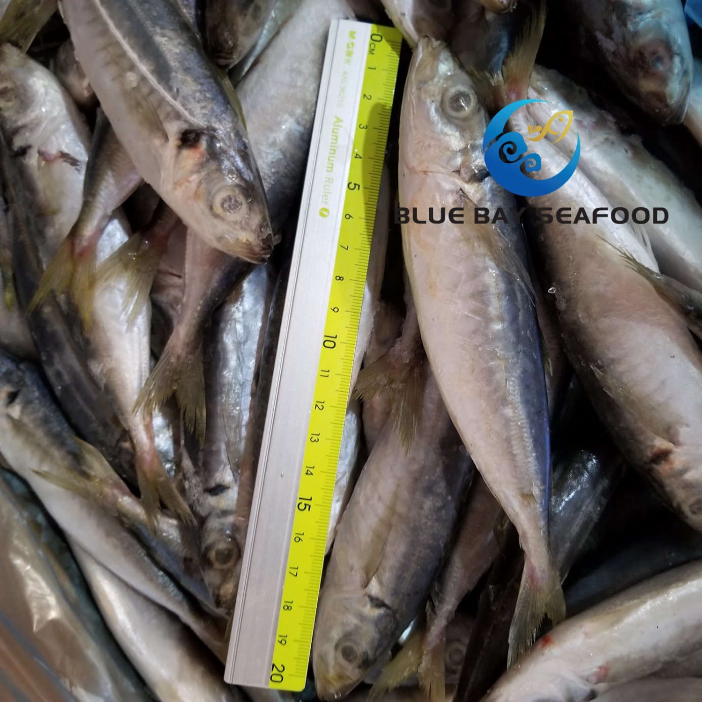 HACCP Block Bqf Mackerel and Frozen Pacific Horse Mackerel Fish