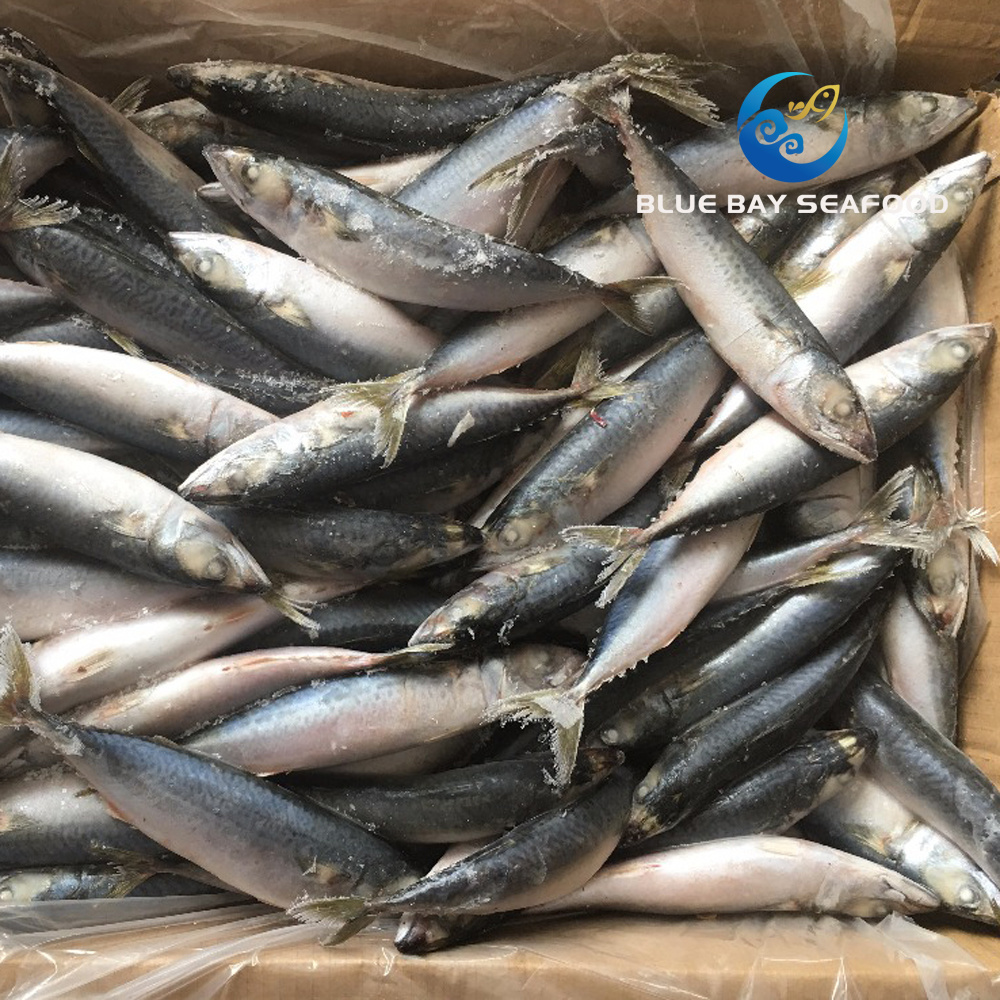 New Coming Seafood Frozen Pacific Mackerel
