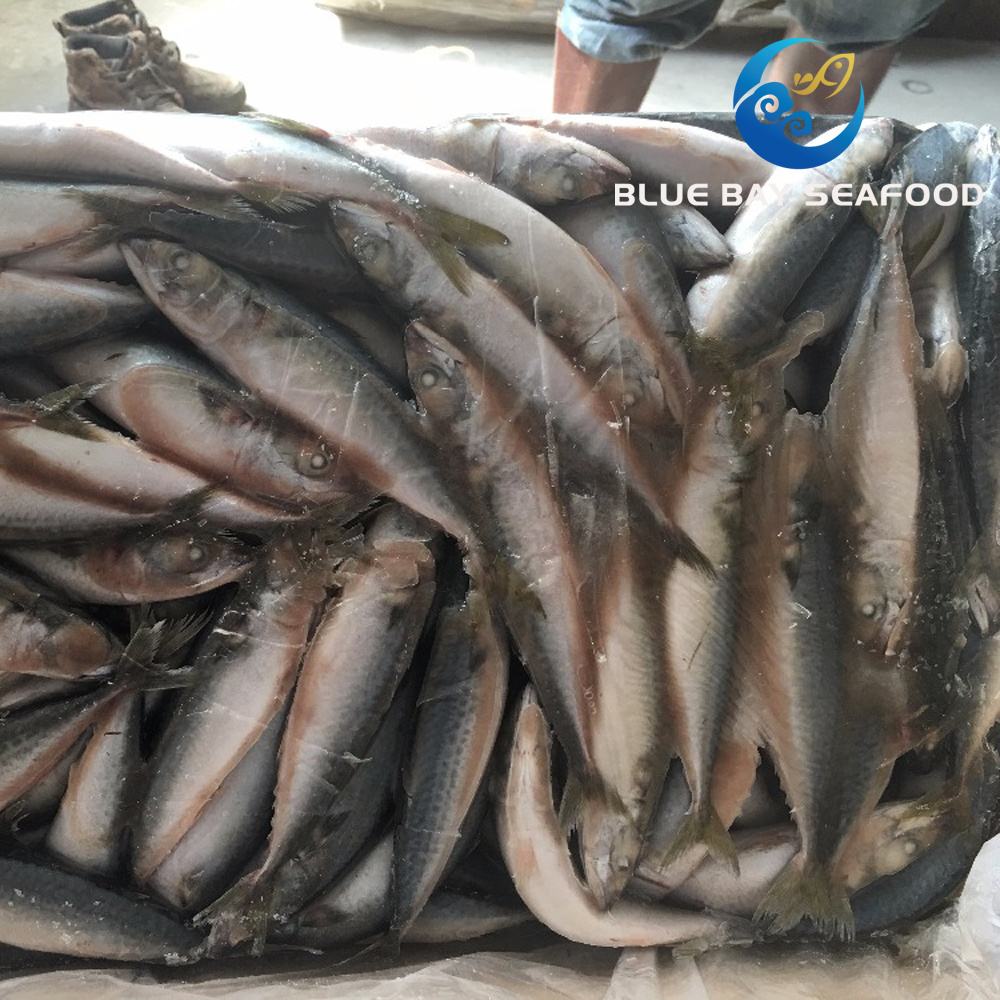 New Coming Seafood Frozen Pacific Mackerel