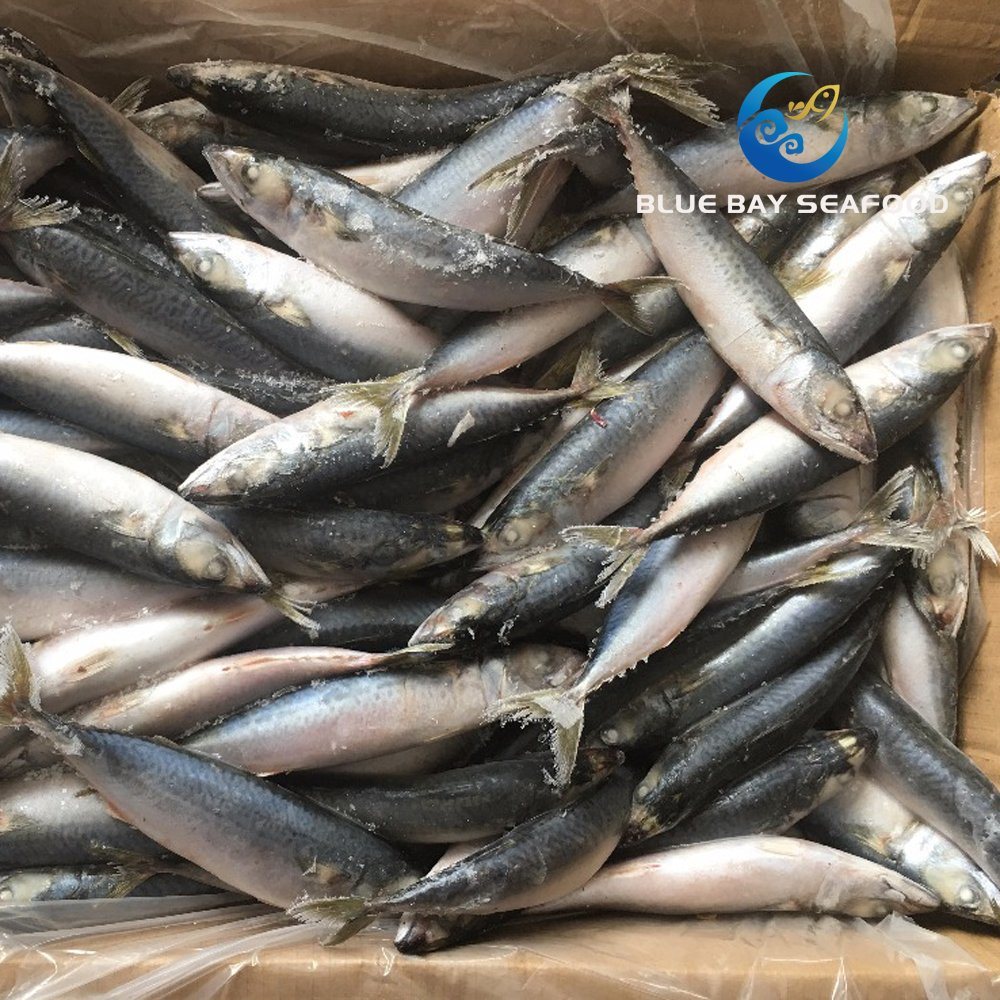 New Coming Seafood Frozen Pacific Mackerel
