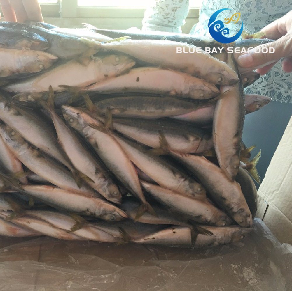 New Coming Seafood Frozen Pacific Mackerel