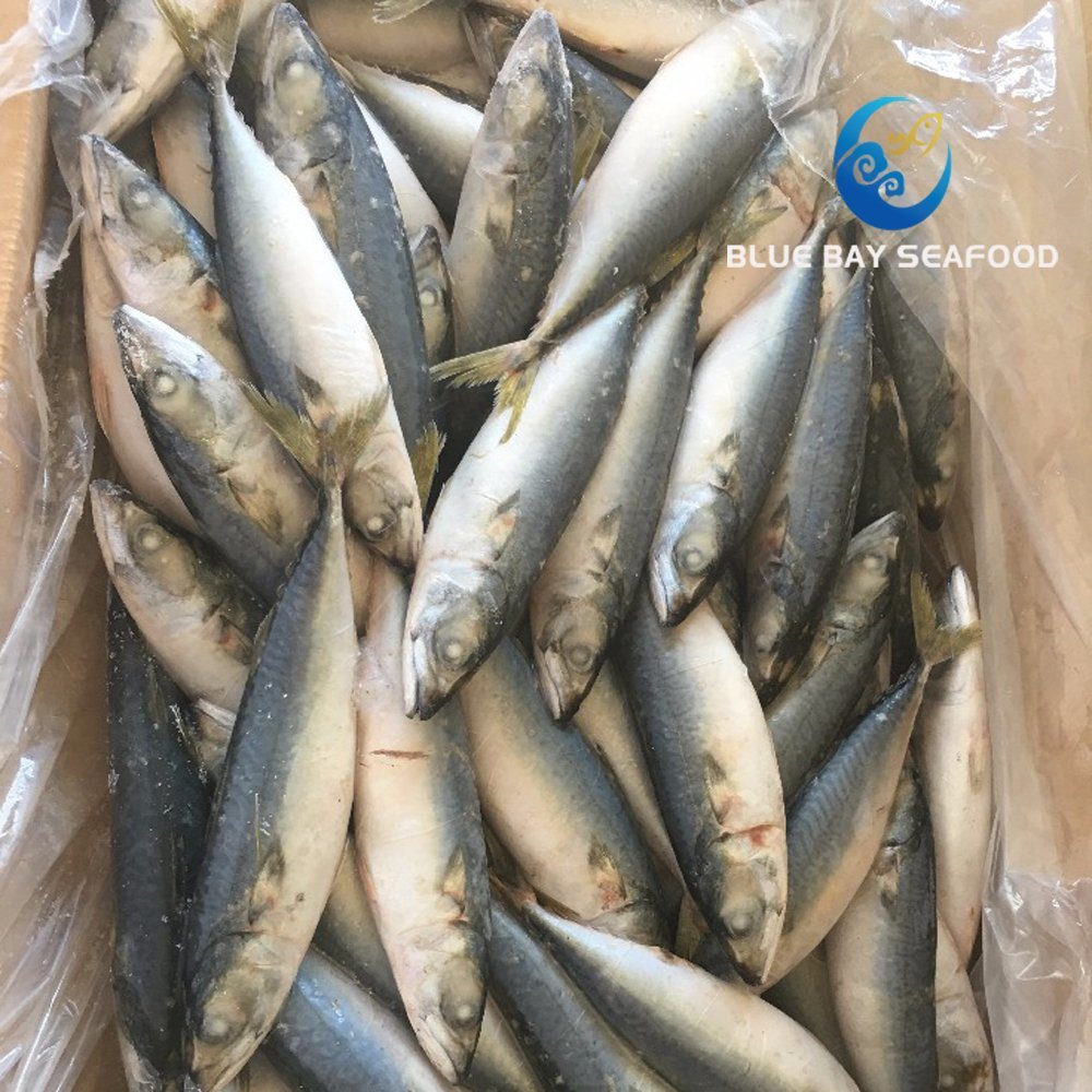 New Coming Seafood Frozen Pacific Mackerel
