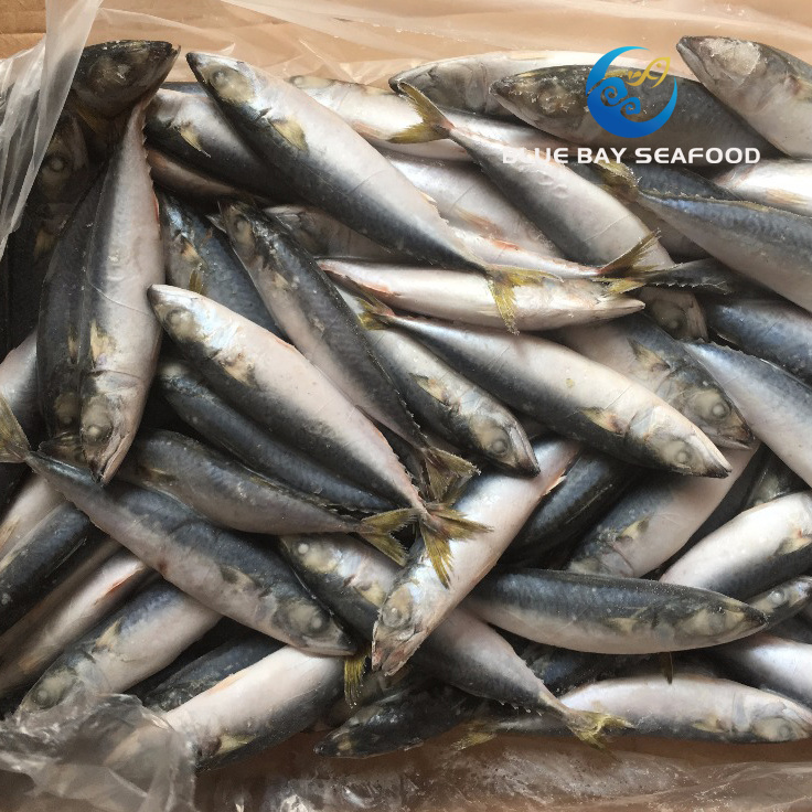 New Coming Seafood Frozen Pacific Mackerel
