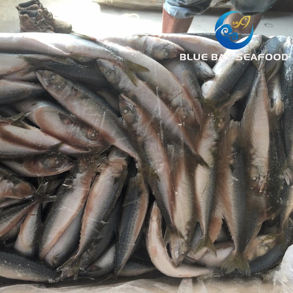 New Coming Seafood Frozen Pacific Mackerel