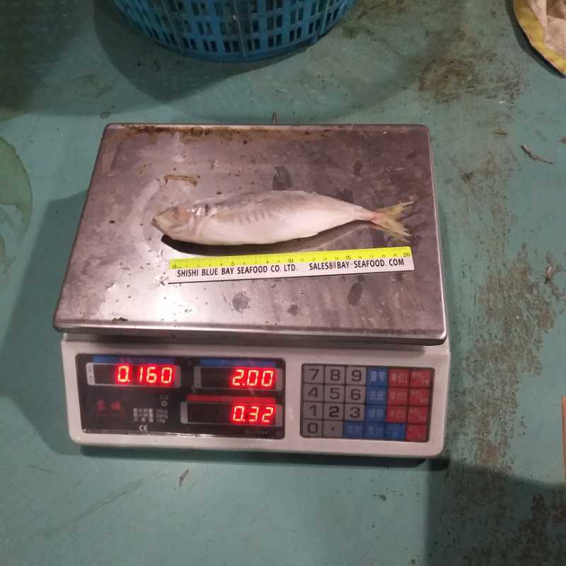 Whole Round Frozen Small Eye Round Scad