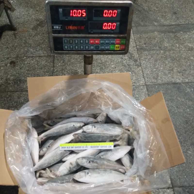 Whole Round Frozen Small Eye Round Scad