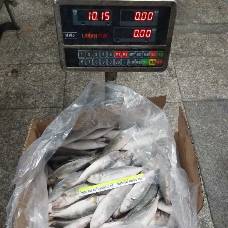 Whole Round Frozen Small Eye Round Scad