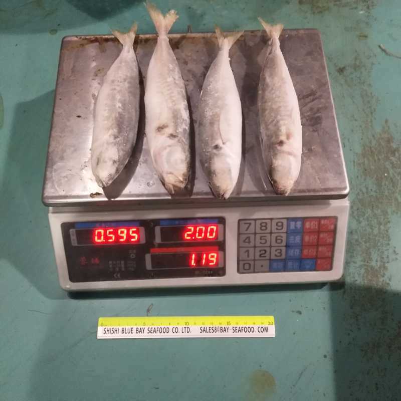 Whole Round Frozen Small Eye Round Scad
