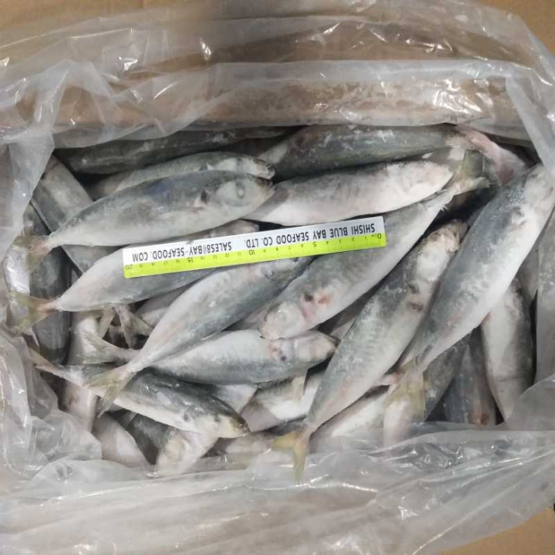 Whole Round Frozen Small Eye Round Scad