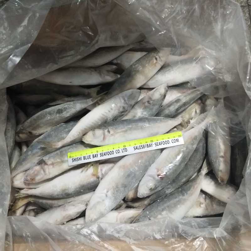 Whole Round Frozen Small Eye Round Scad