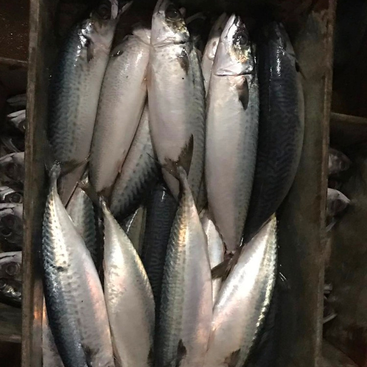 Big Size Frozen Pacific Mackerel 400-600 for Market