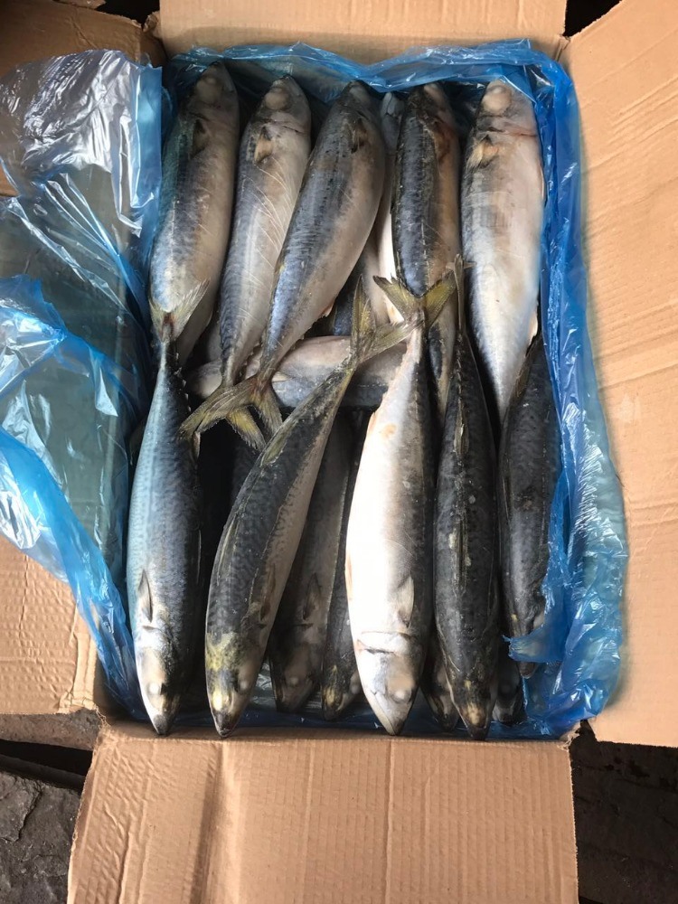 Big Size Frozen Pacific Mackerel 400-600 for Market