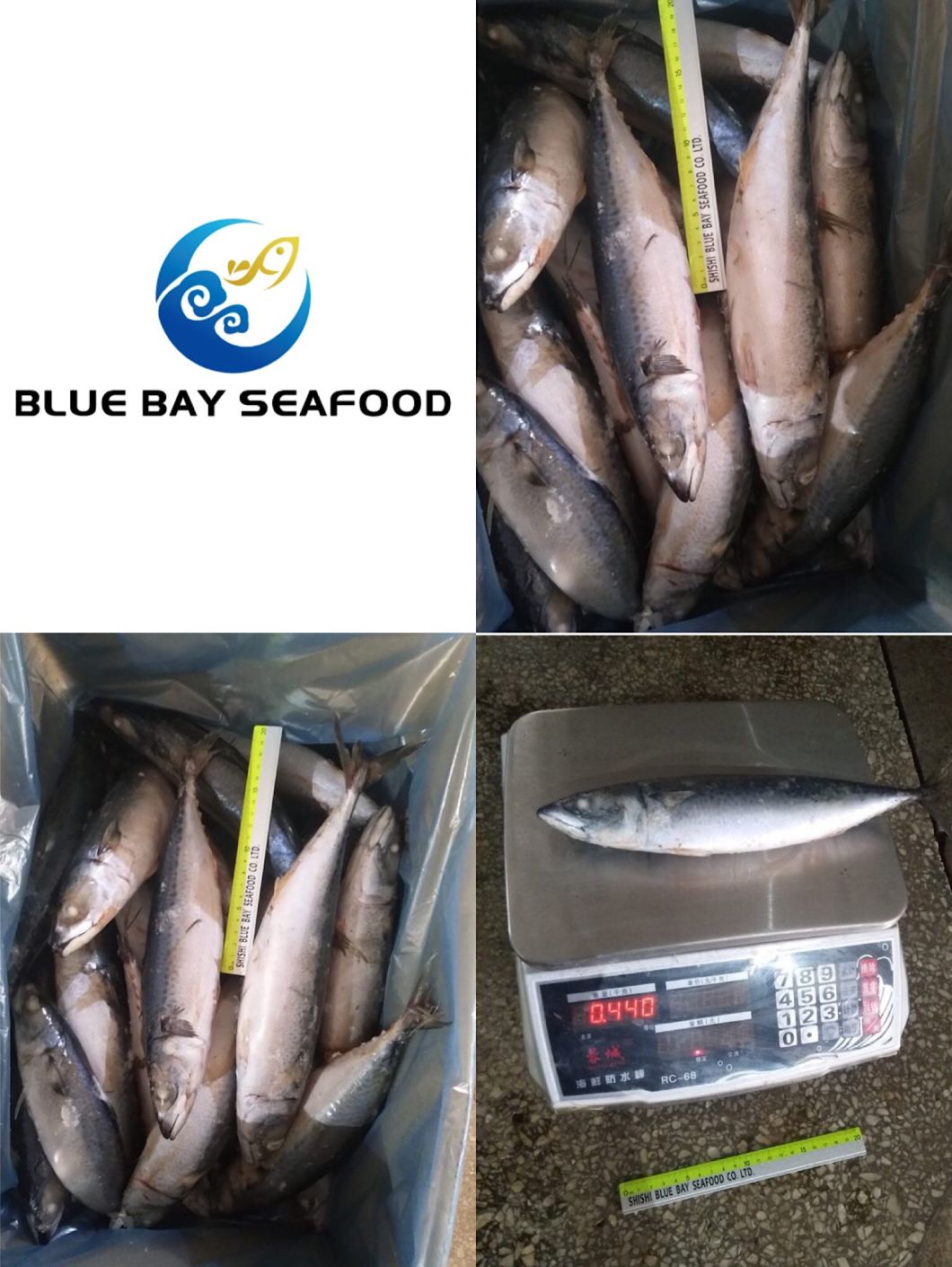 Big Size Frozen Pacific Mackerel Fish with Wholesale Price