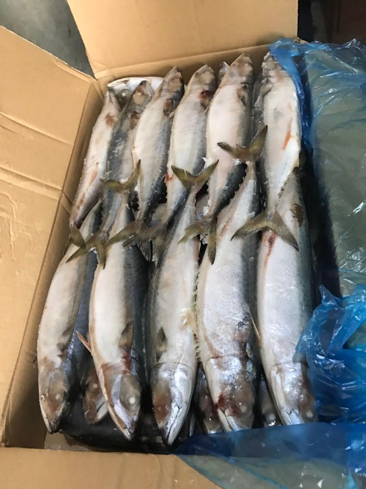 Big Size Frozen Pacific Mackerel Fish with Wholesale Price