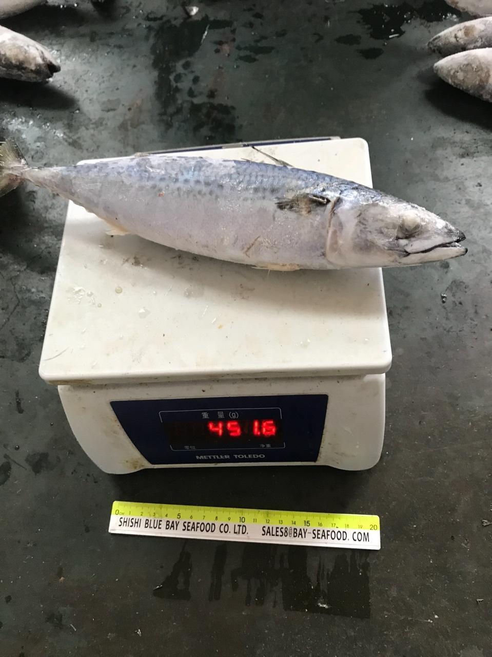 High Quality Sea Frozen Pacific Mackerel Fish for Sale 20kg Packing for Africa Market Bottom