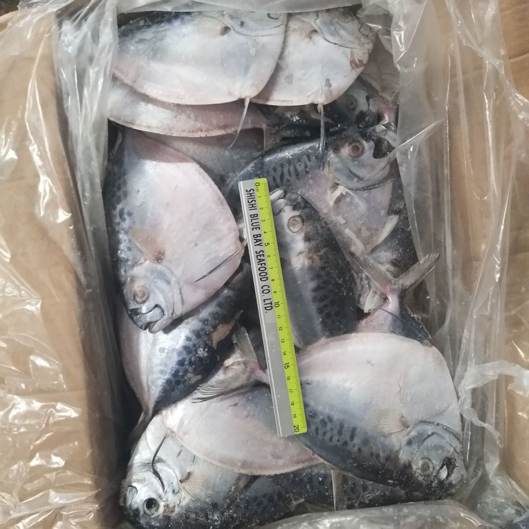 Seafrozen Moonfish Fresh Moon Fish Size 150-200g New Arrival Hot Sale for Indonesia Market