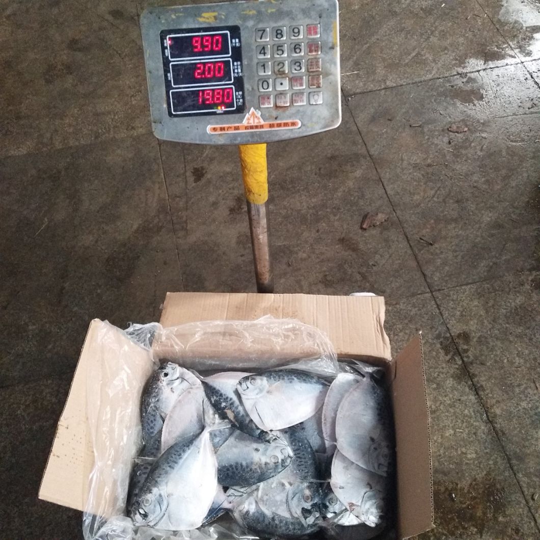 Seafrozen Moonfish Fresh Moon Fish Size 150-200g New Arrival Hot Sale for Indonesia Market