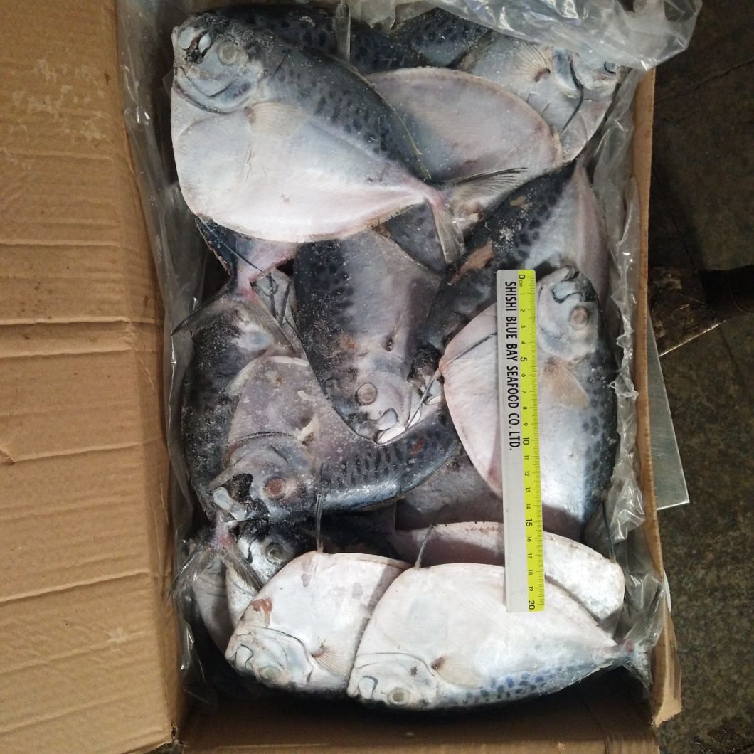 Seafrozen Moonfish Fresh Moon Fish Size 150-200g New Arrival Hot Sale for Indonesia Market