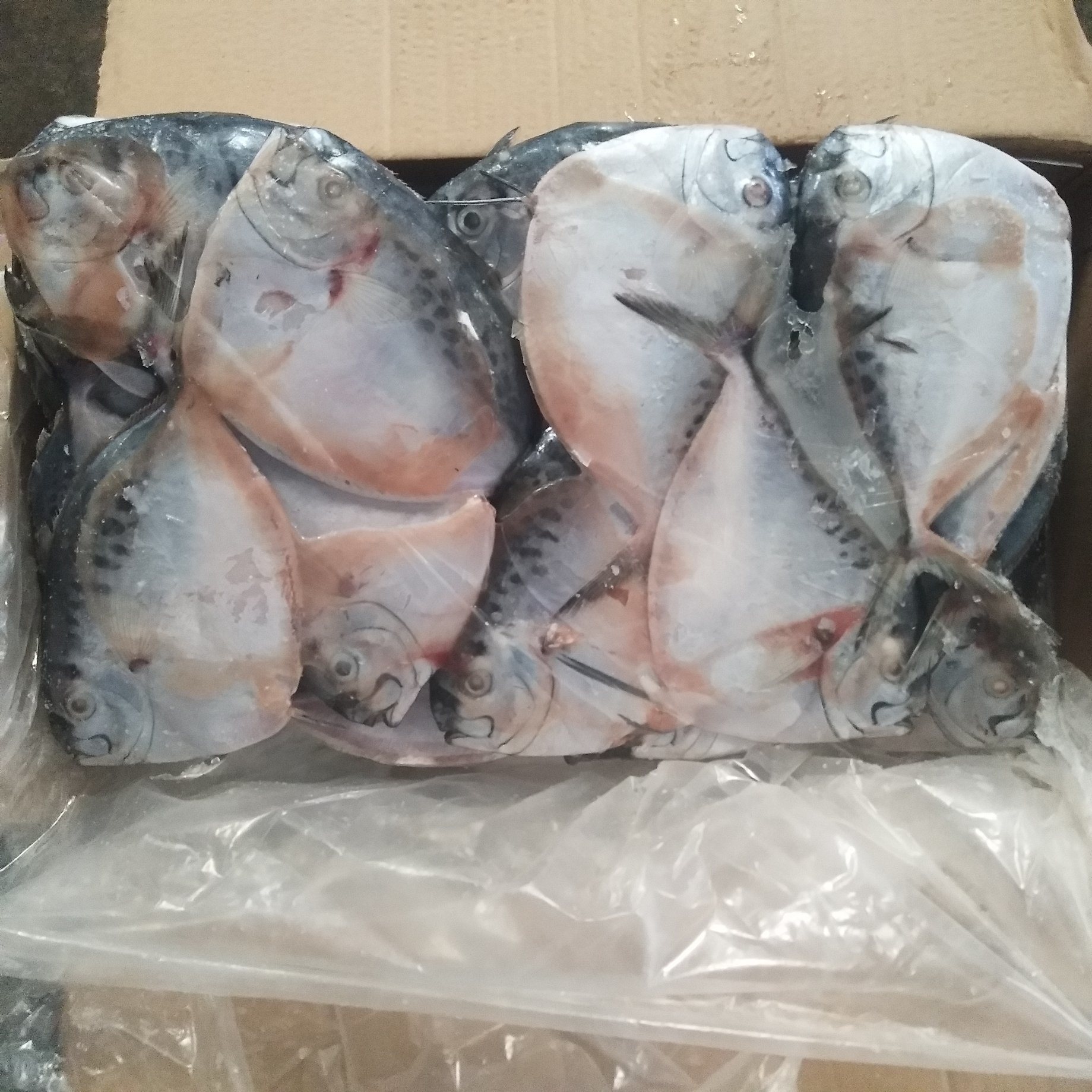 Seafrozen Moonfish Fresh Moon Fish Size 150-200g New Arrival Hot Sale ...