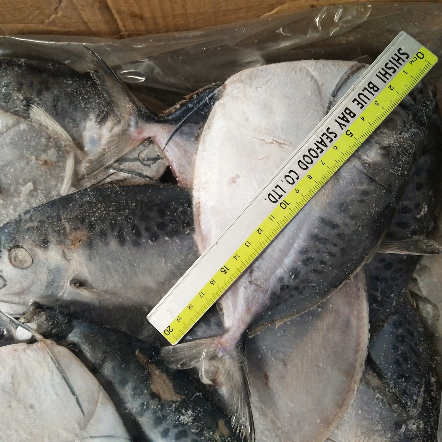 Seafrozen Moonfish Fresh Moon Fish Size 150-200g New Arrival Hot Sale ...