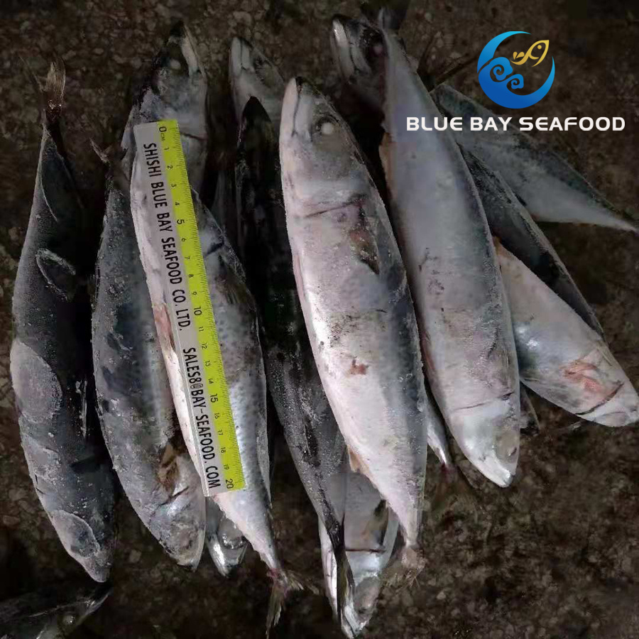 New Arrival and Best Quality Cheapest Fresh 300-500g Frozen Seafood Mackerel Fish