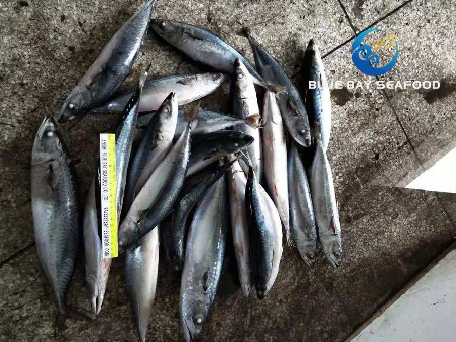New Arrival and Best Quality Cheapest Fresh 300-500g Frozen Seafood Mackerel Fish