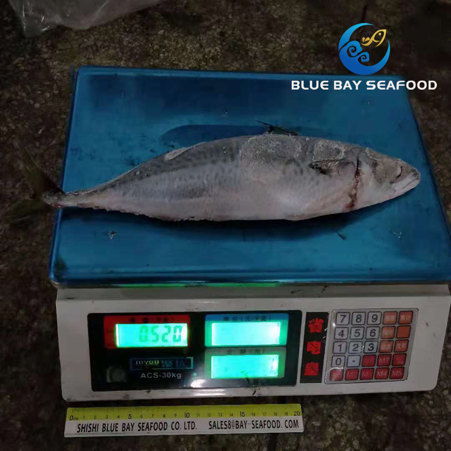 New Arrival and Best Quality Cheapest Fresh 300-500g Frozen Seafood Mackerel Fish