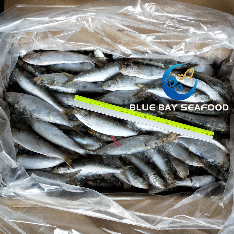 High Quality Frozen Sardine for Bait Purposes with Great Price