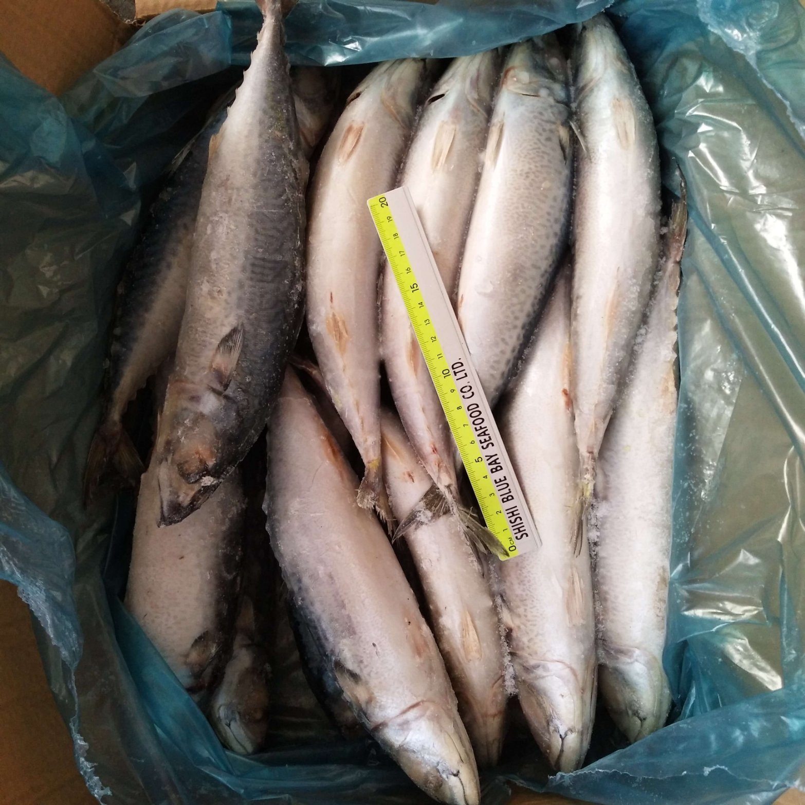 Supplier Seafood Frozen