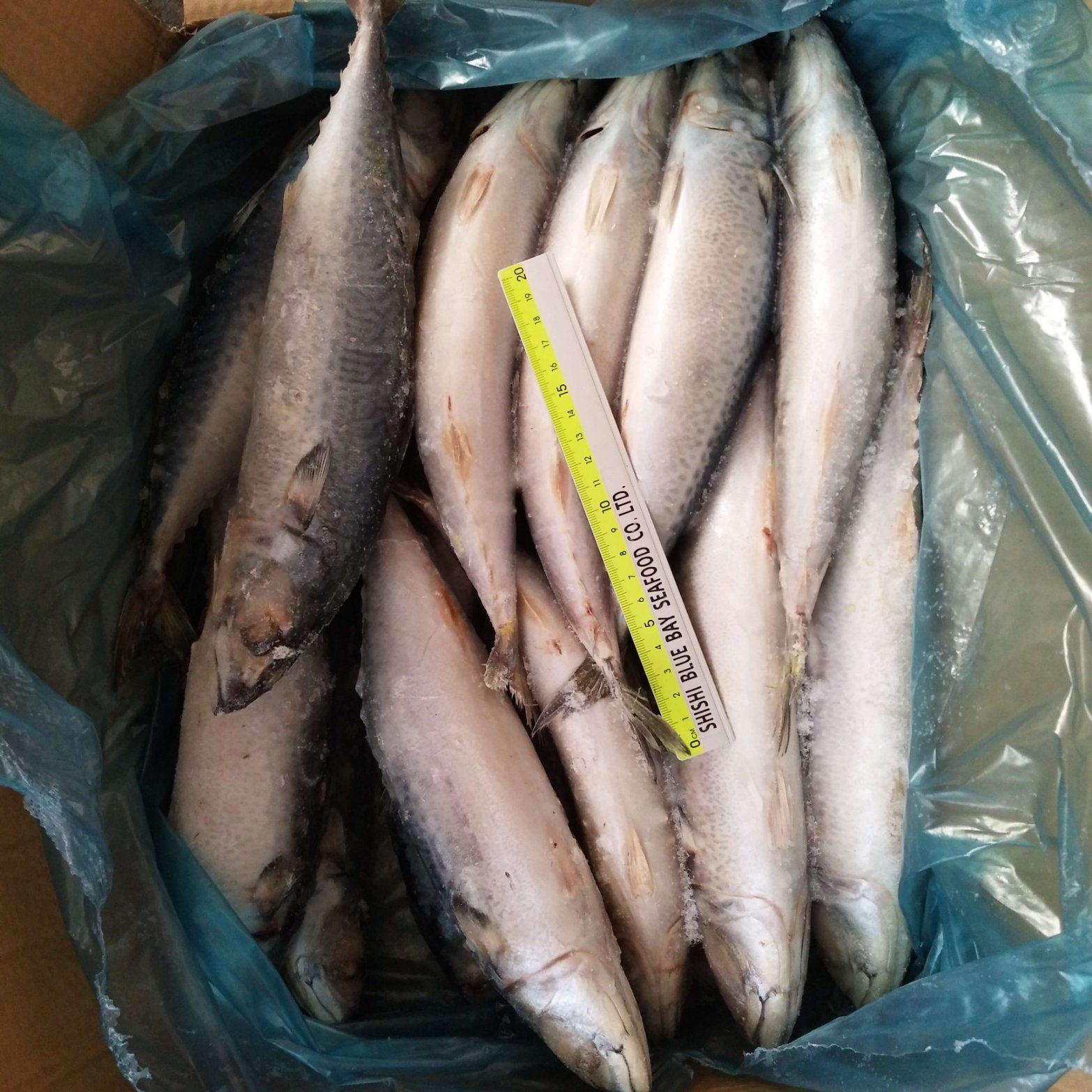 Frozen Seafood Frozen Pacific Mackerel 300g-500g Landfrozen Competitive Price