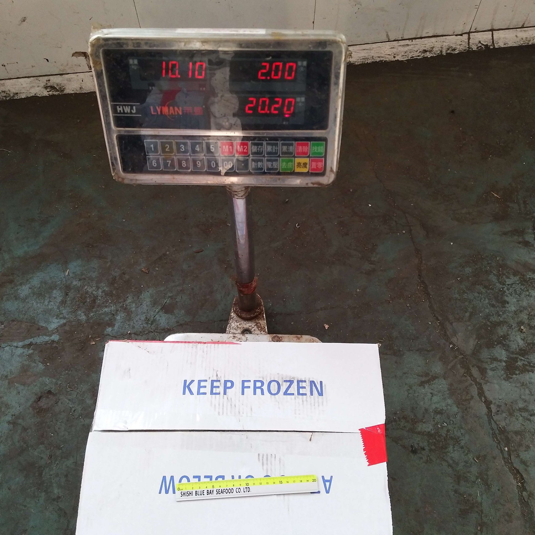 Frozen Seafood Frozen Pacific Mackerel 300g-500g Landfrozen Competitive Price