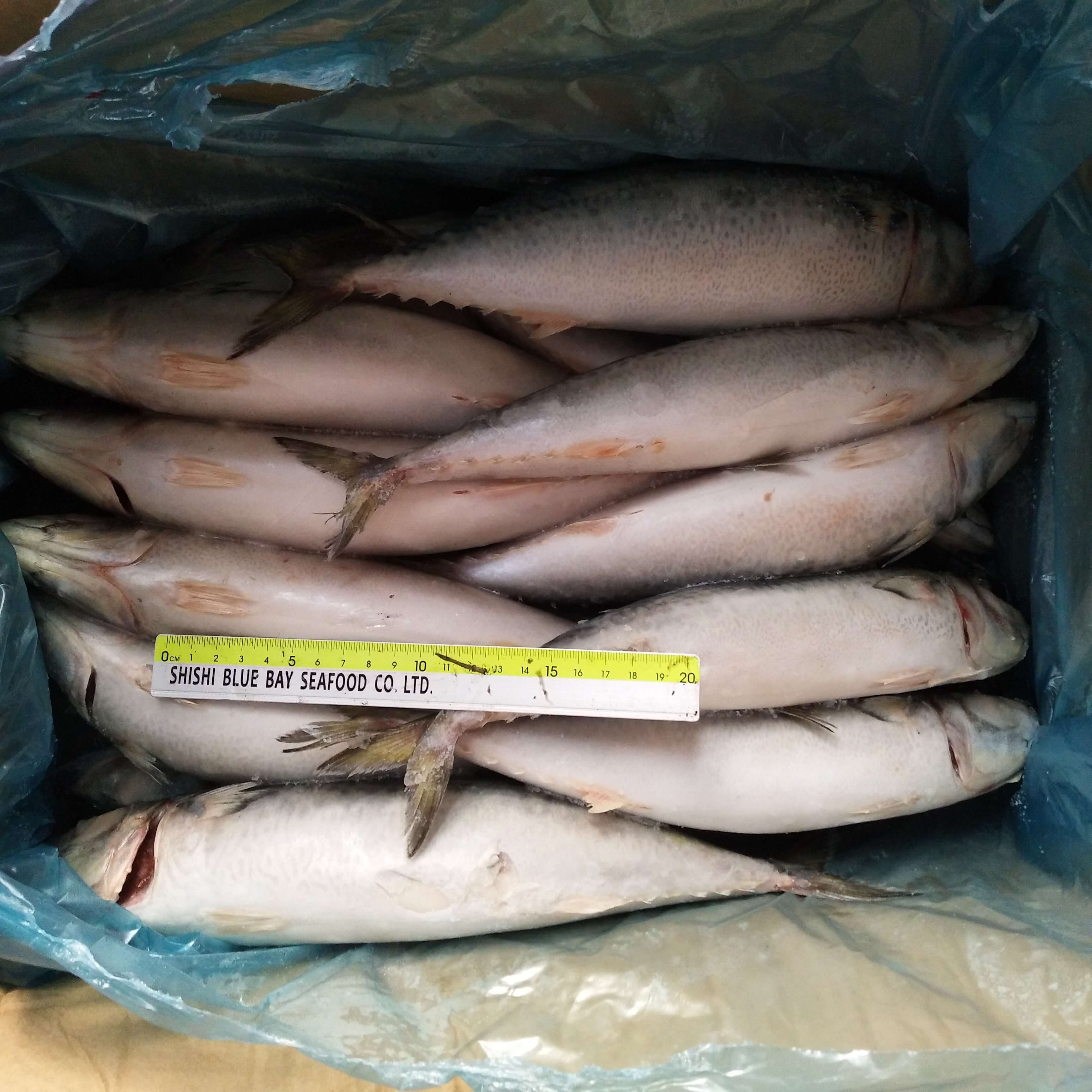 Frozen Seafood Frozen Pacific Mackerel 300g-500g Landfrozen Competitive Price