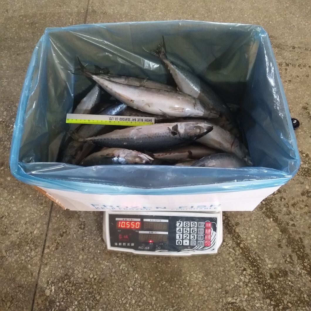 2019 New Catching and Good Quality 400-600g Frozen Pacific Mackerel
