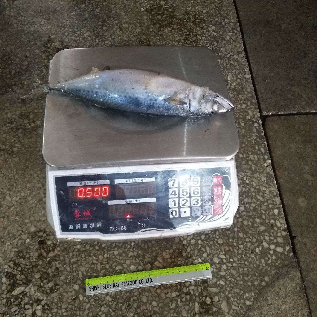 2019 New Catching and Good Quality 400-600g Frozen Pacific Mackerel
