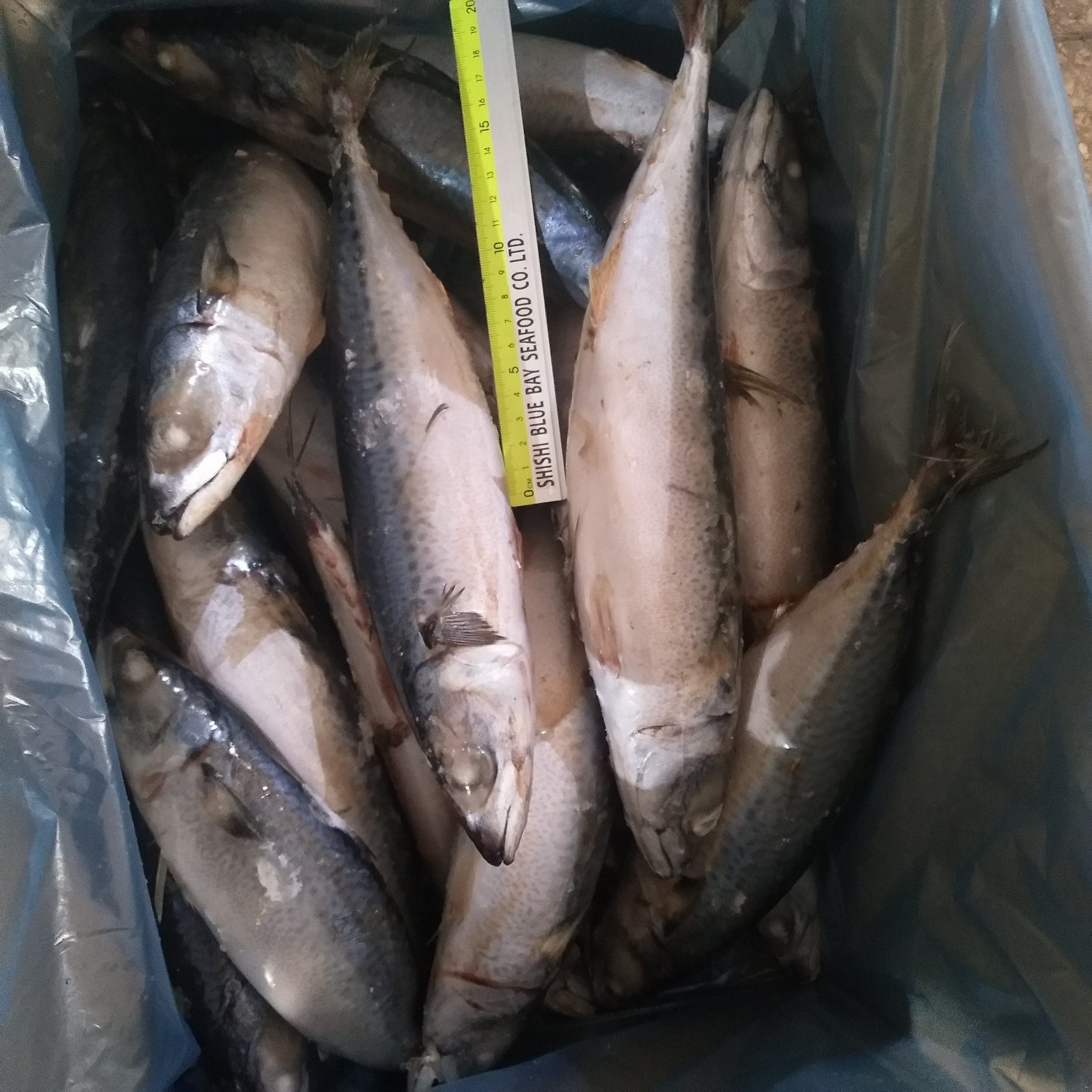 2019 New Catching and Good Quality 400-600g Frozen Pacific Mackerel
