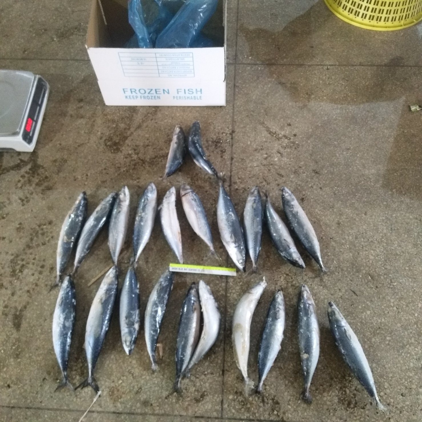 2019 New Catching and Good Quality 400-600g Frozen Pacific Mackerel