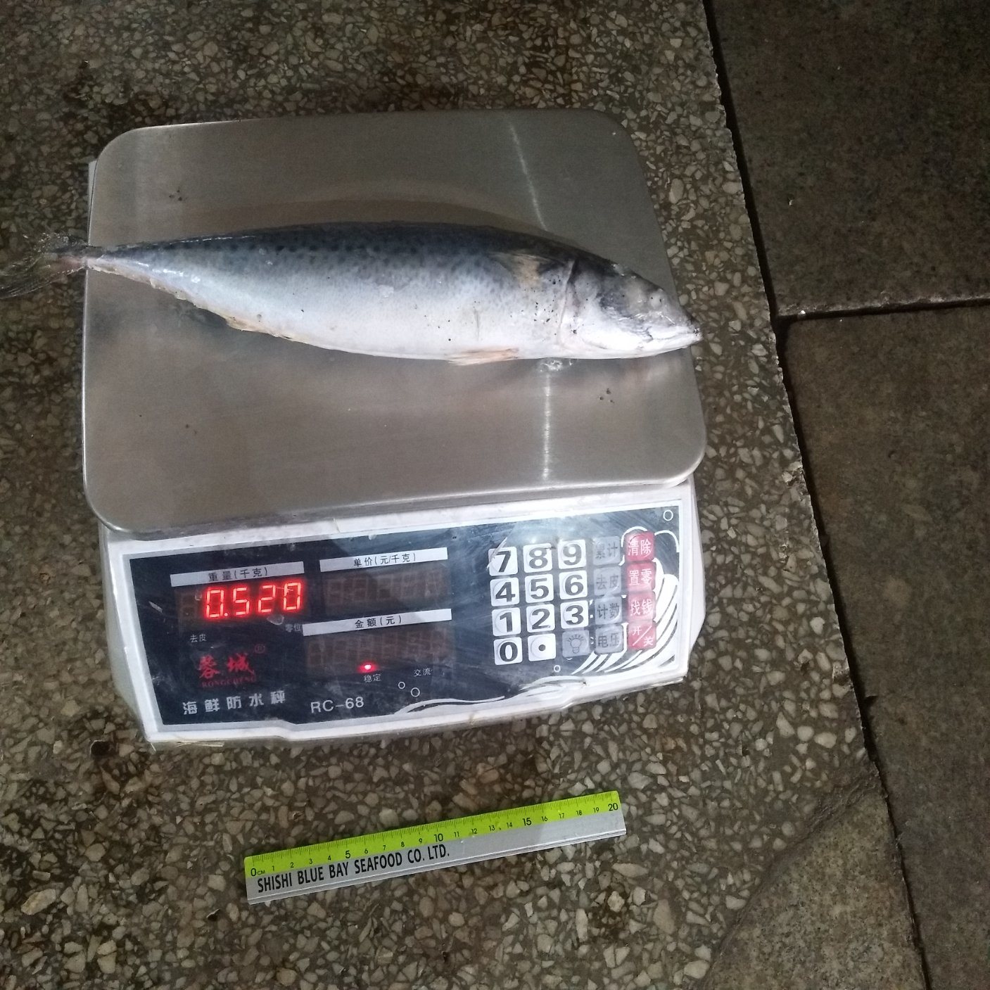 2019 New Catching and Good Quality 400-600g Frozen Pacific Mackerel