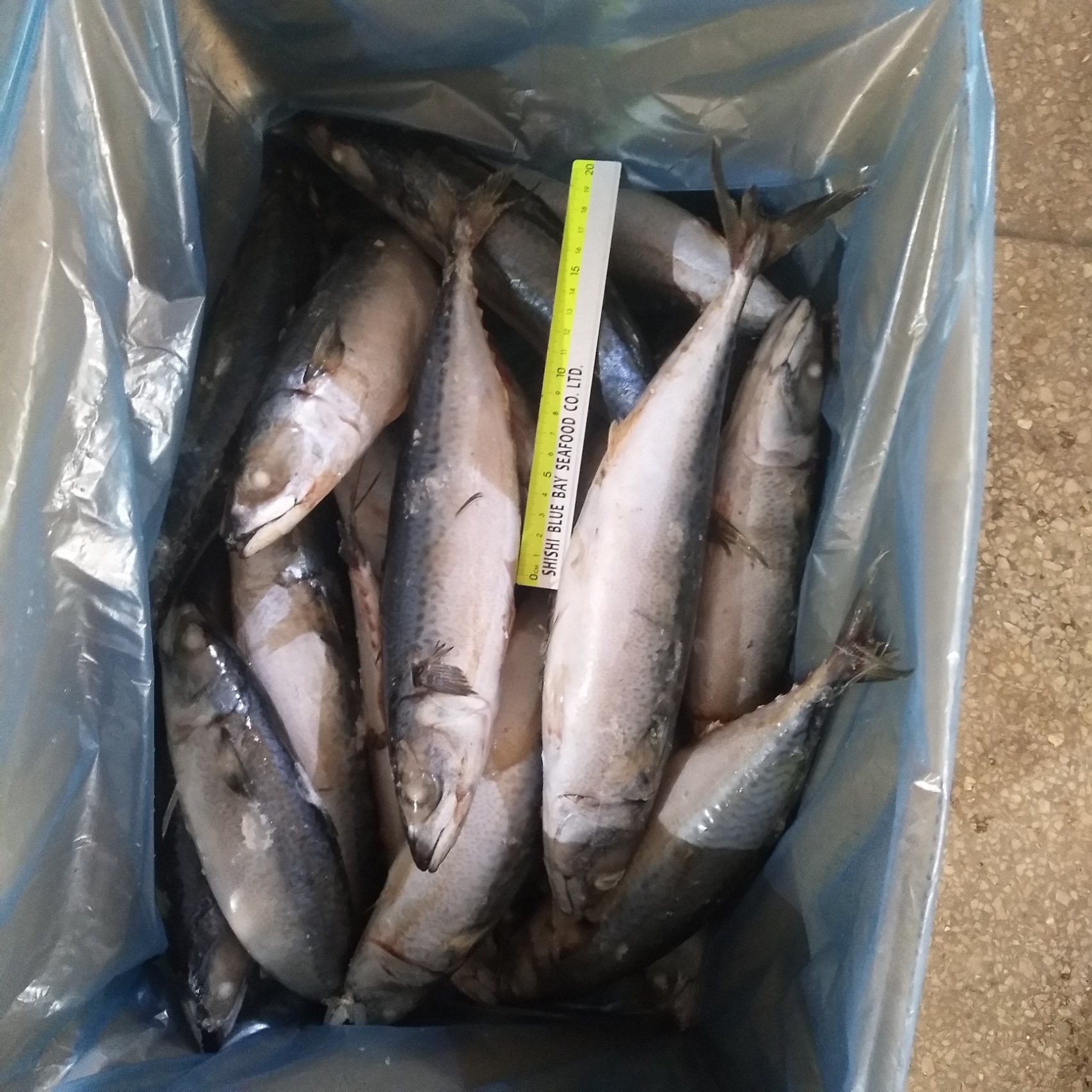 2019 New Catching and Good Quality 400-600g Frozen Pacific Mackerel
