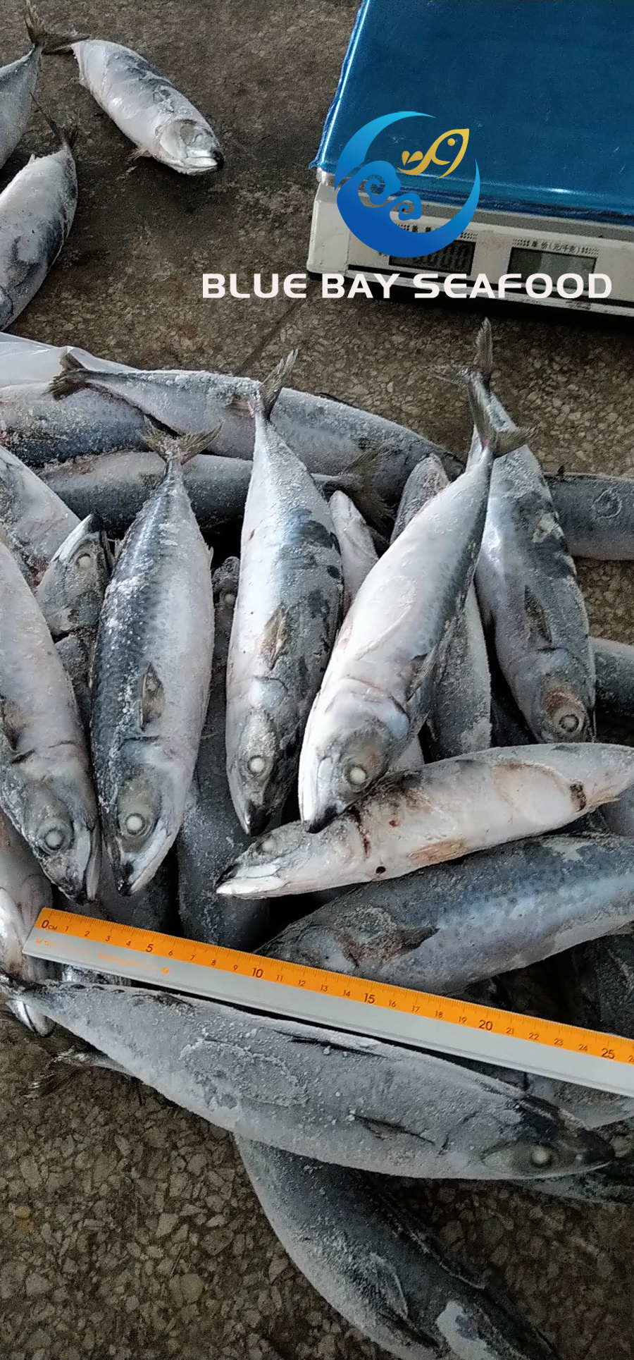 2019 New Arrival Frozen Pacific Mackerel Fish Sea Food Size 250-350g