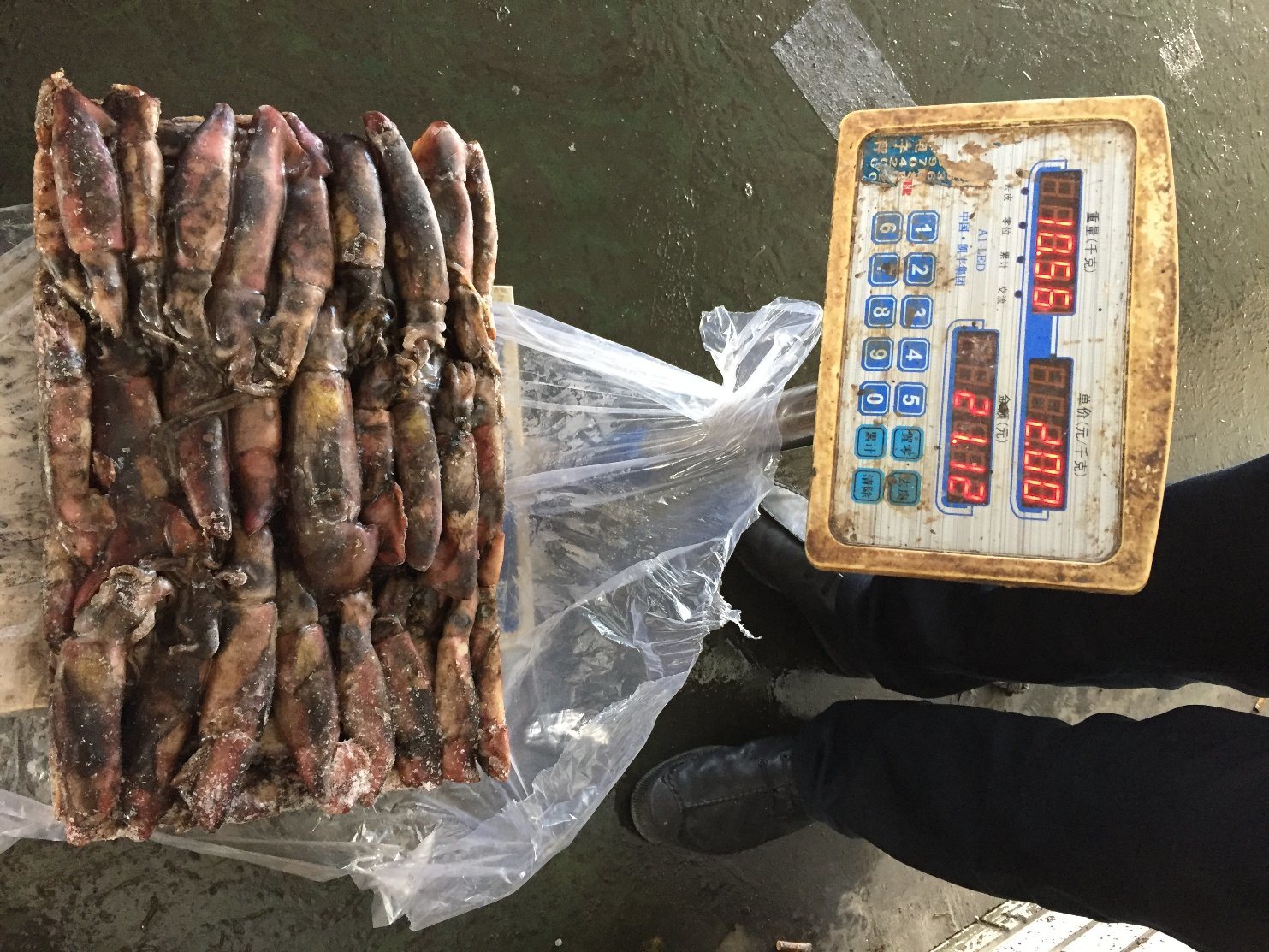 Frozen Black Squid Size Under 100, 100-150, 200-300