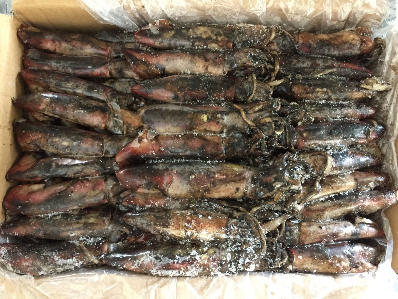 Frozen Black Squid Size Under 100, 100-150, 200-300