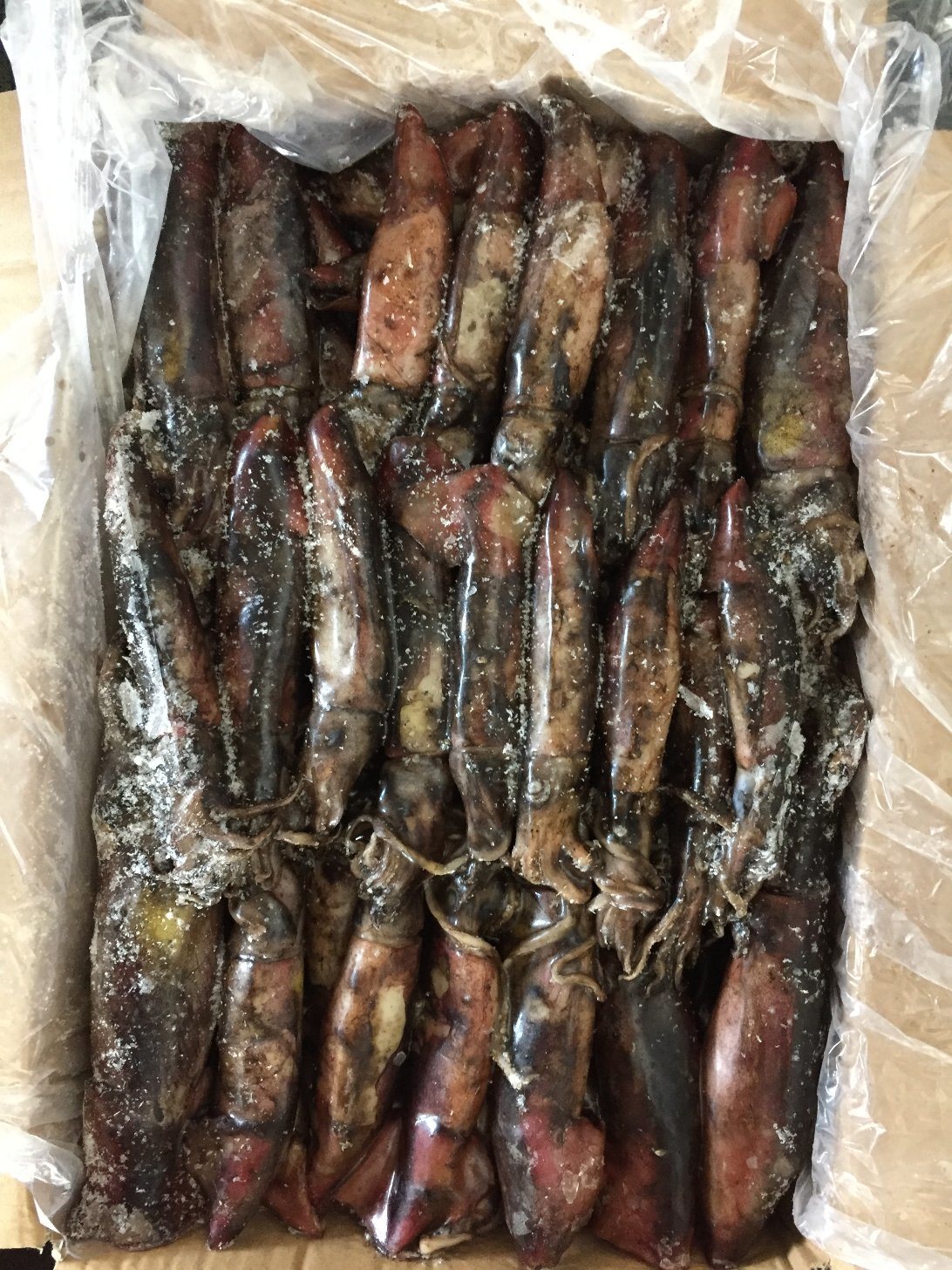 Frozen Black Squid Size Under 100, 100-150, 200-300