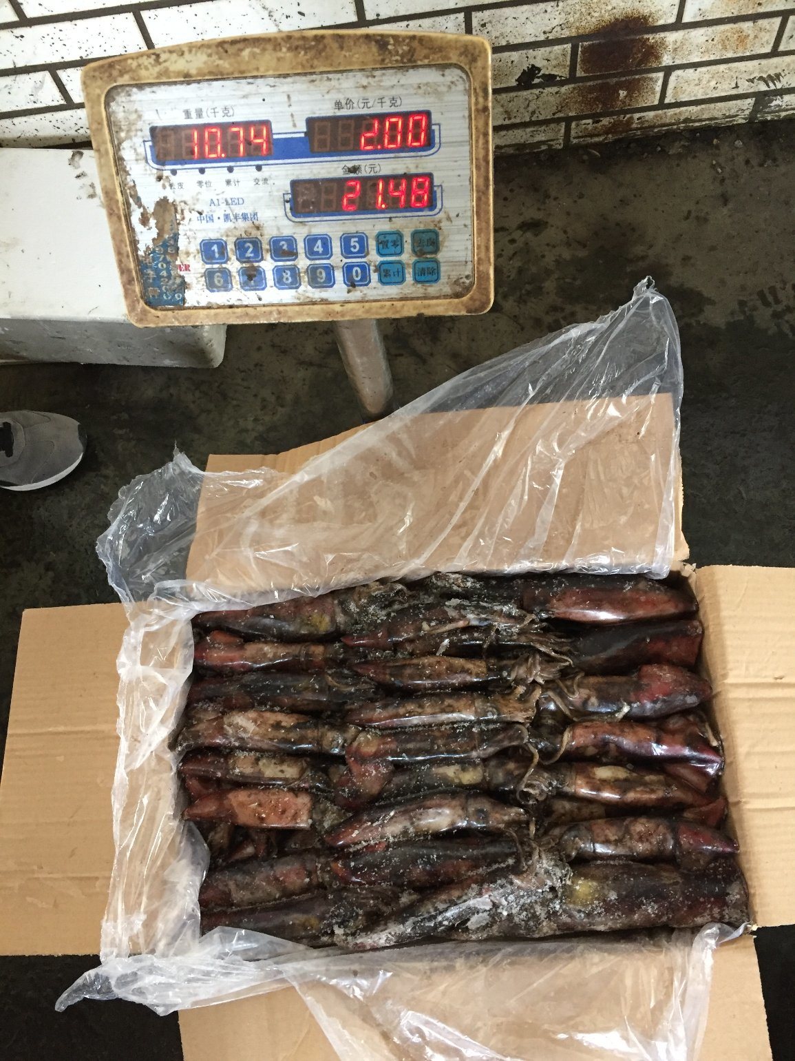 Frozen Black Squid Size Under 100, 100-150, 200-300