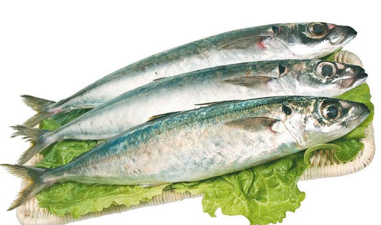 Horse Mackerel Fish Products Cheap Price Frozen Round Scad Fish
