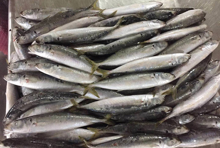 Horse Mackerel Fish Products Cheap Price Frozen Round Scad Fish