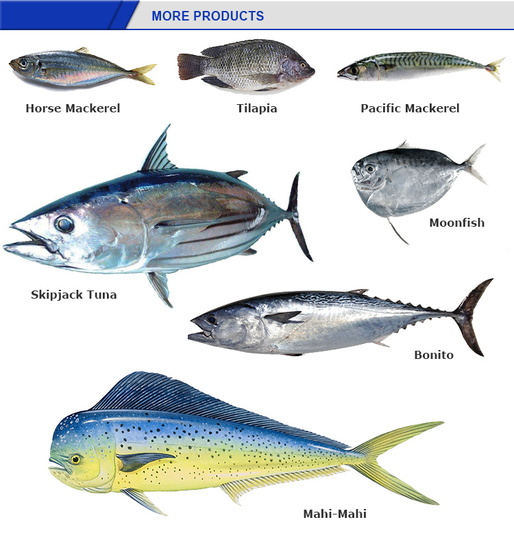 Horse Mackerel Fish Products Cheap Price Frozen Round Scad Fish