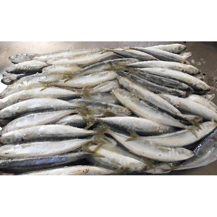 Horse Mackerel Fish Products Cheap Price Frozen Round Scad Fish