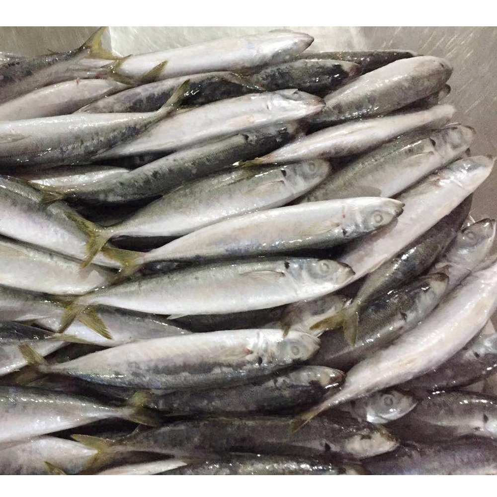 Horse Mackerel Fish Products Cheap Price Frozen Round Scad Fish